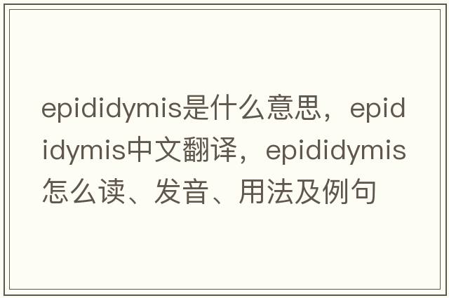 epididymis是什么意思，epididymis中文翻譯，epididymis怎么讀、發(fā)音、用法及例句