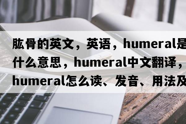 肱骨的英文，英語(yǔ)，humeral是什么意思，humeral中文翻譯，humeral怎么讀、發(fā)音、用法及例句