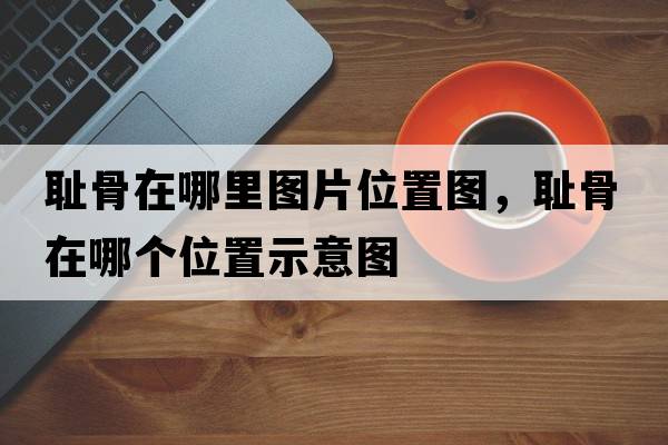 恥骨在哪里圖片位置圖，恥骨在哪個(gè)位置示意圖