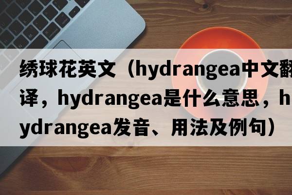 繡球花英文（hydrangea中文翻譯，hydrangea是什么意思，hydrangea發(fā)音、用法及例句）