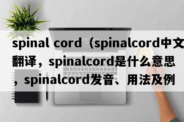 spinal cord（spinalcord中文翻譯，spinalcord是什么意思，spinalcord發(fā)音、用法及例句）