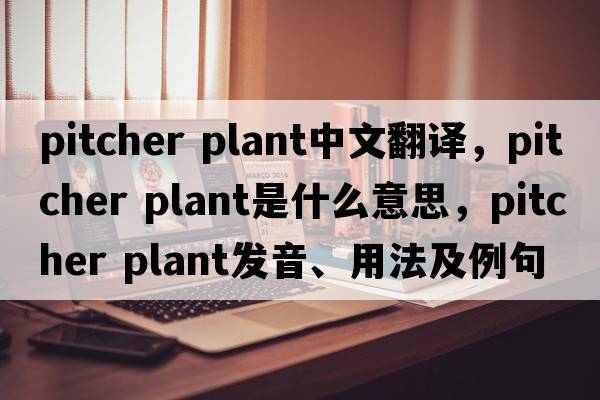 pitcher plant中文翻譯，pitcher plant是什么意思，pitcher plant發(fā)音、用法及例句